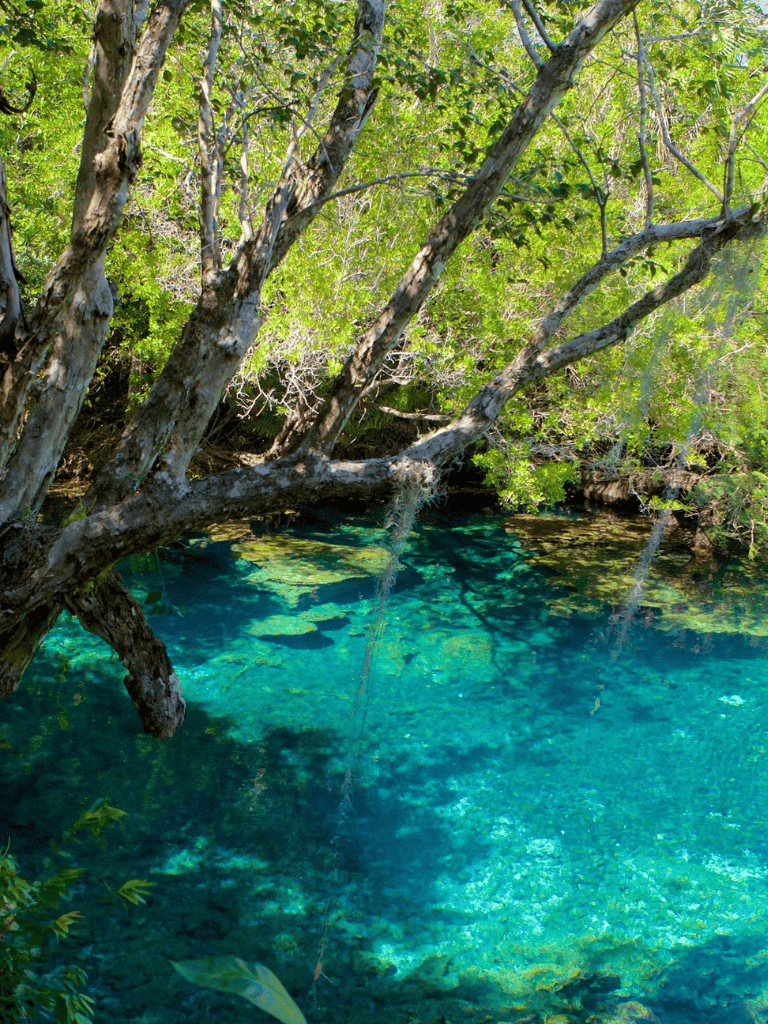 Serene clear blue water near lush green trees, nature's tranquil landscape.