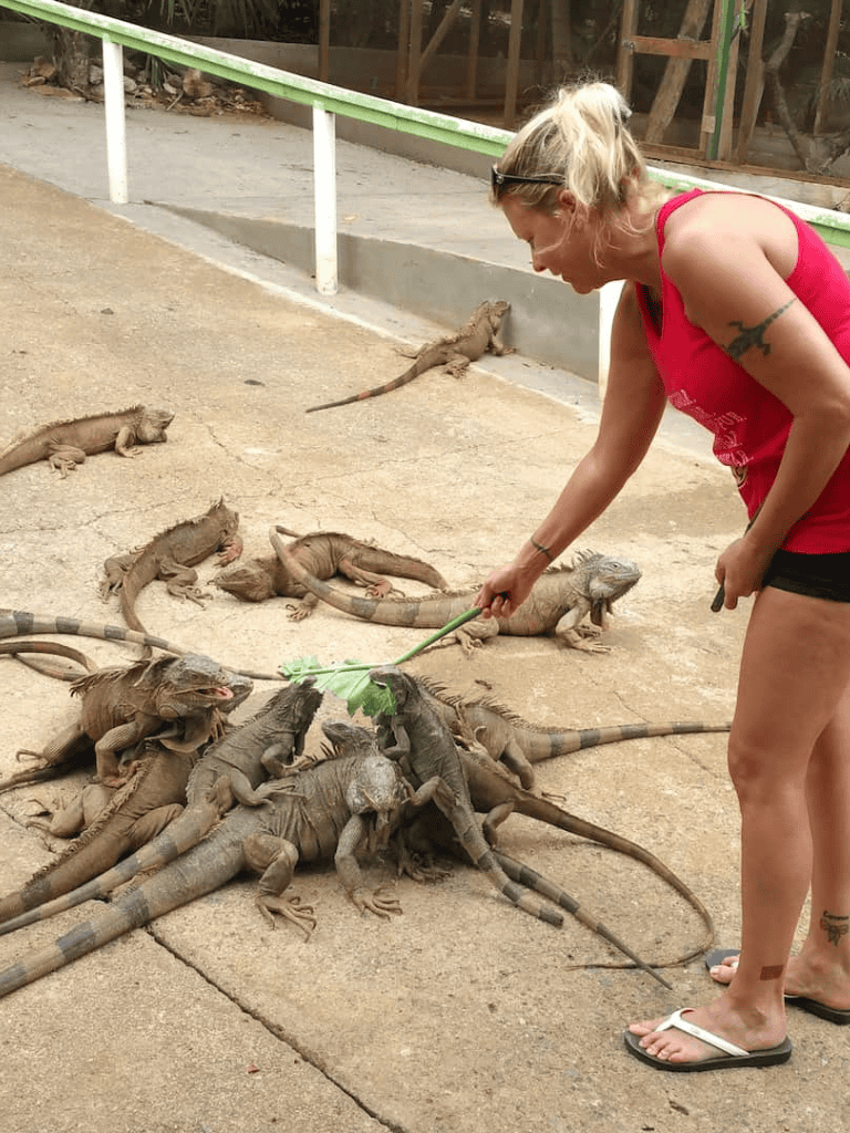Lizard feeding at Quest For Directions wildlife sanctuary, close encounter with iguanas.