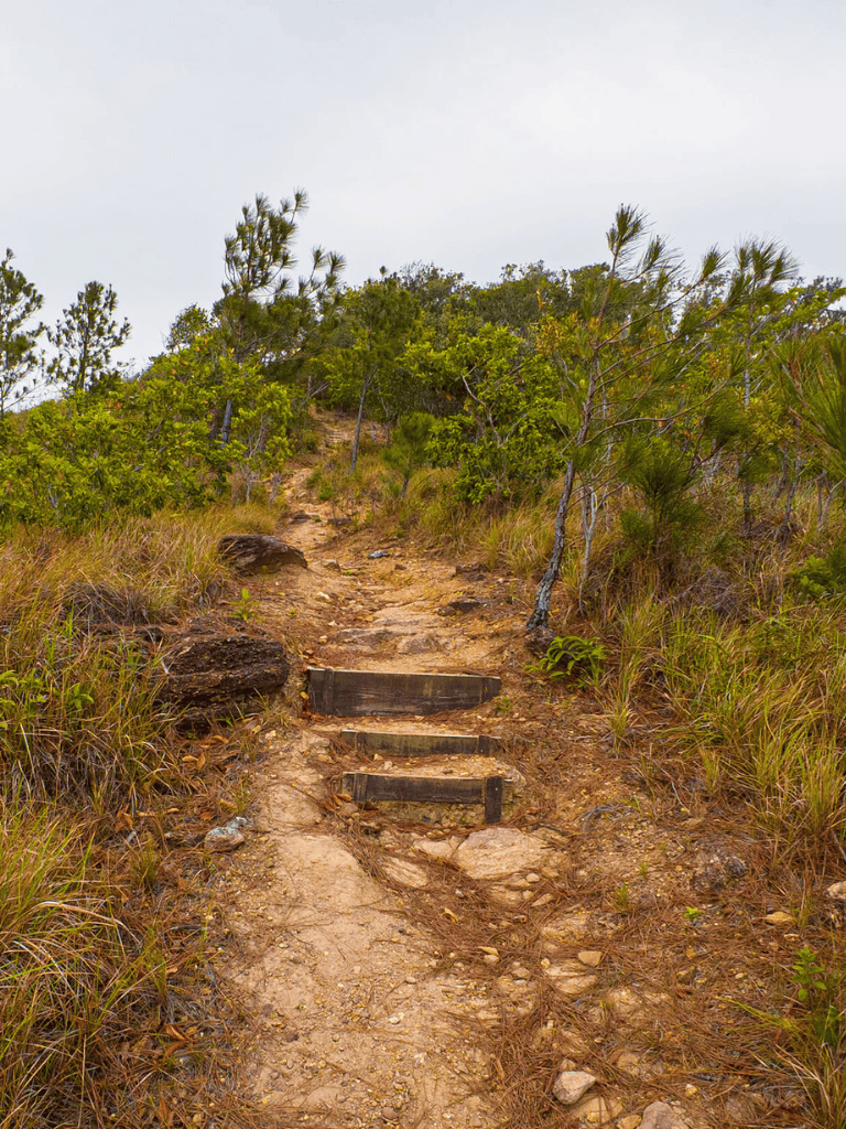 Winding woodland trail with wooden steps, lush greenery, and overcast sky; ideal for hiking adventures.