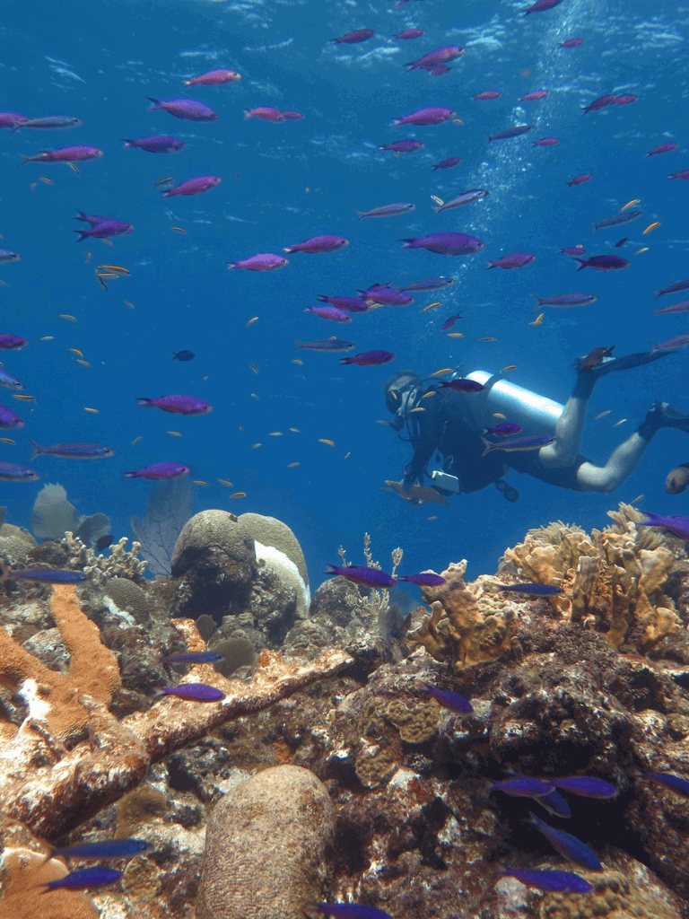 Colorful reef fish and scuba diver exploring coral underwater scene.