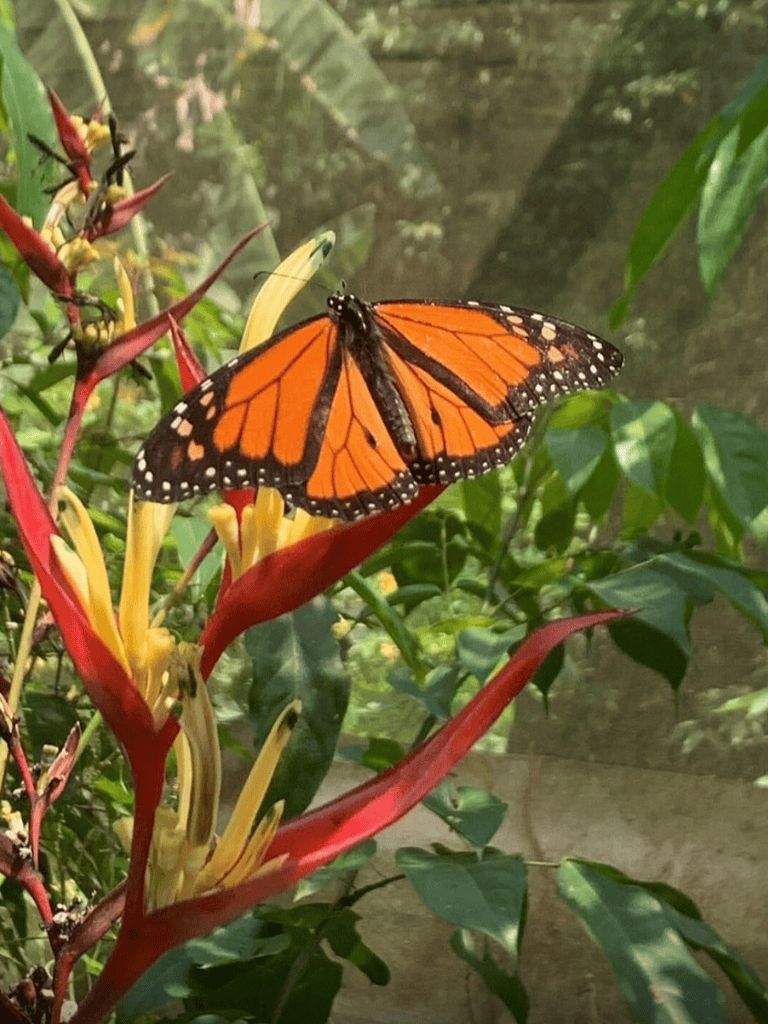 Vibrant butterfly on colorful tropical flower in lush garden setting.