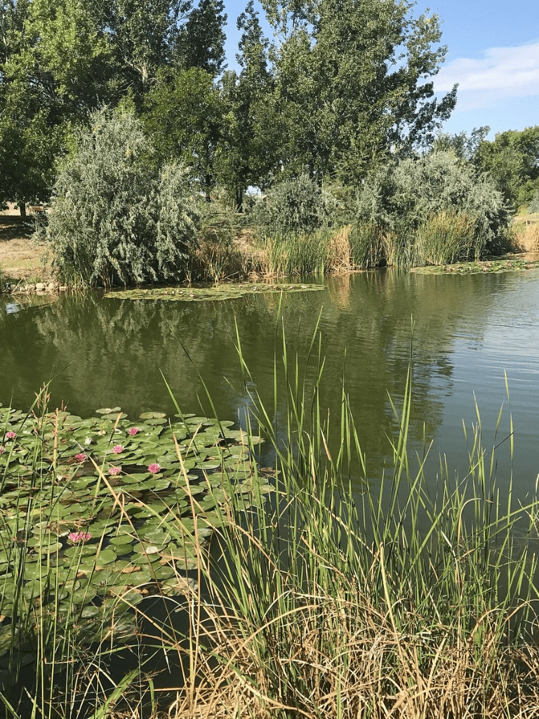 Serene pond with water lilies and lush greenery, perfect for outdoor photography and nature exploration.