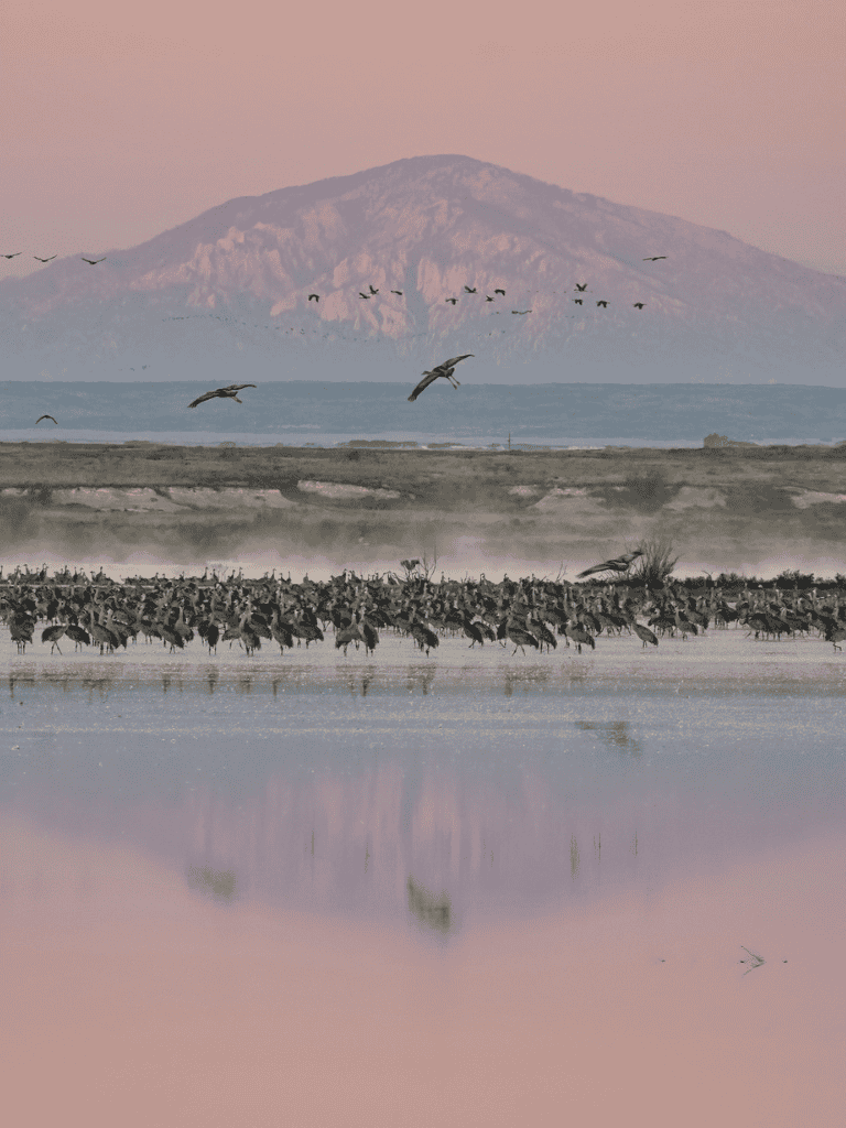 Seagulls flying over salt flats with Mount Rainier in the background, scenic Pacific Northwest wildlife and landscape.