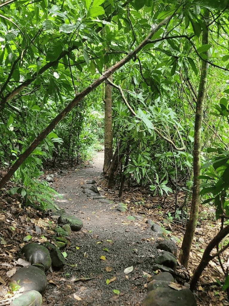 Dense jungle trail surrounded by lush green foliage and rocks.