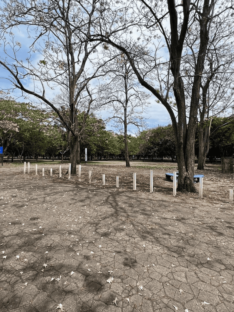 Dry cracked park ground with leafless trees and benches, spring or fall setting, QuestForDirections outdoor space.