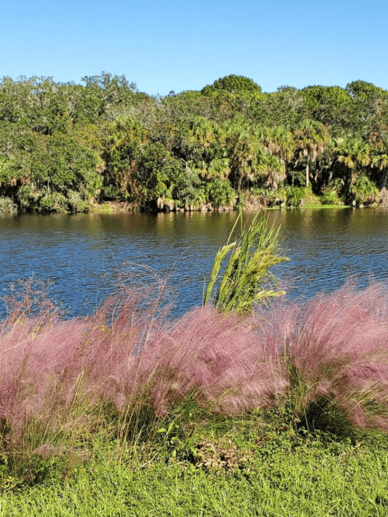 Tranquil river with lush green trees and pink ornamental grasses in a nature setting.