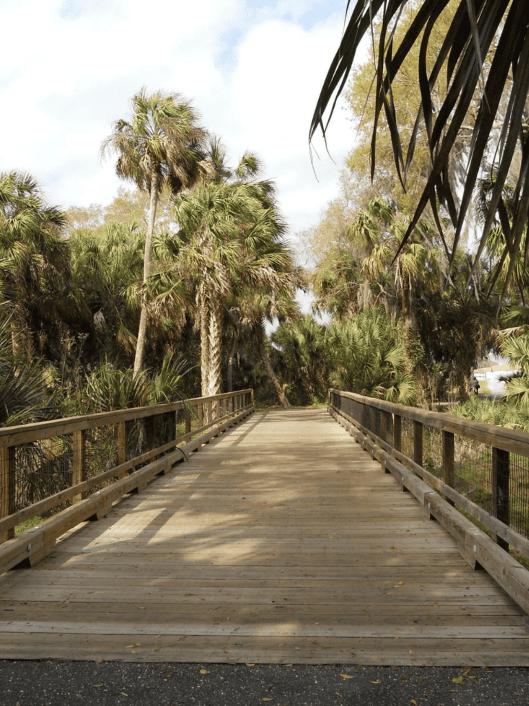 Elevated wooden trail amidst lush tropical palm trees for nature walks and outdoor adventures.