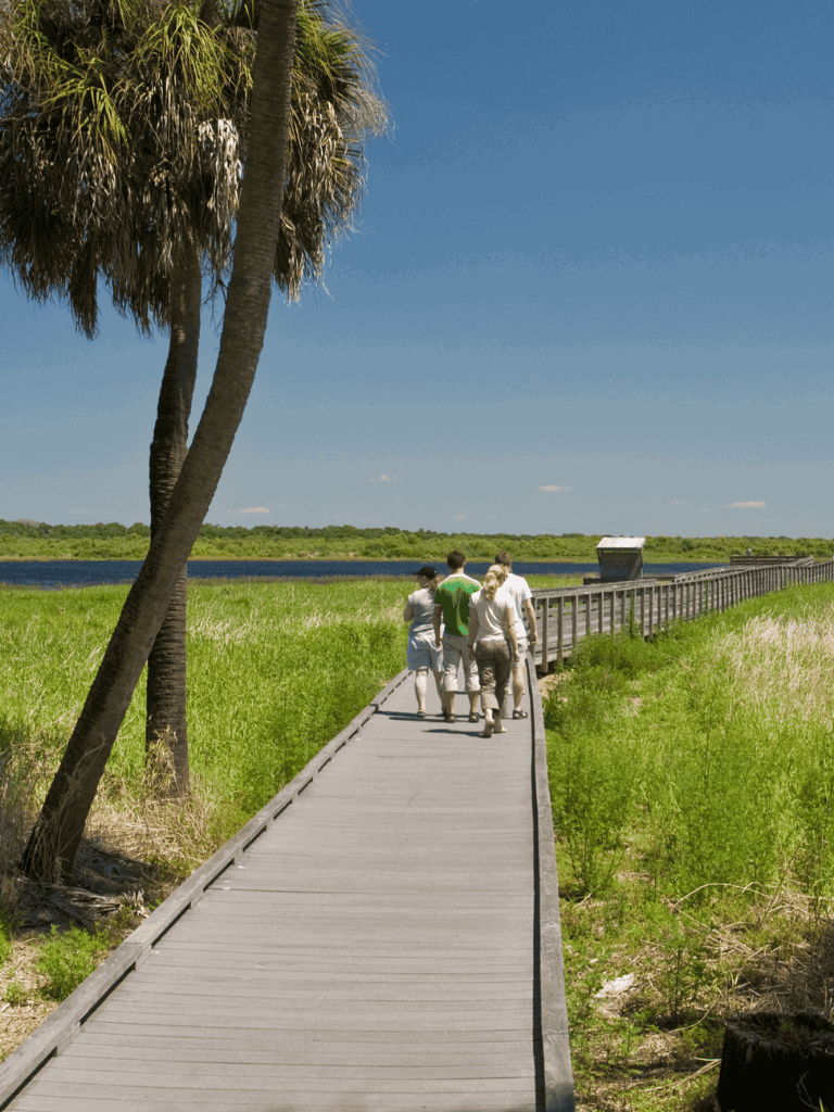 Scenic nature walk on a wooden boardwalk through lush green marshland with trees and water.