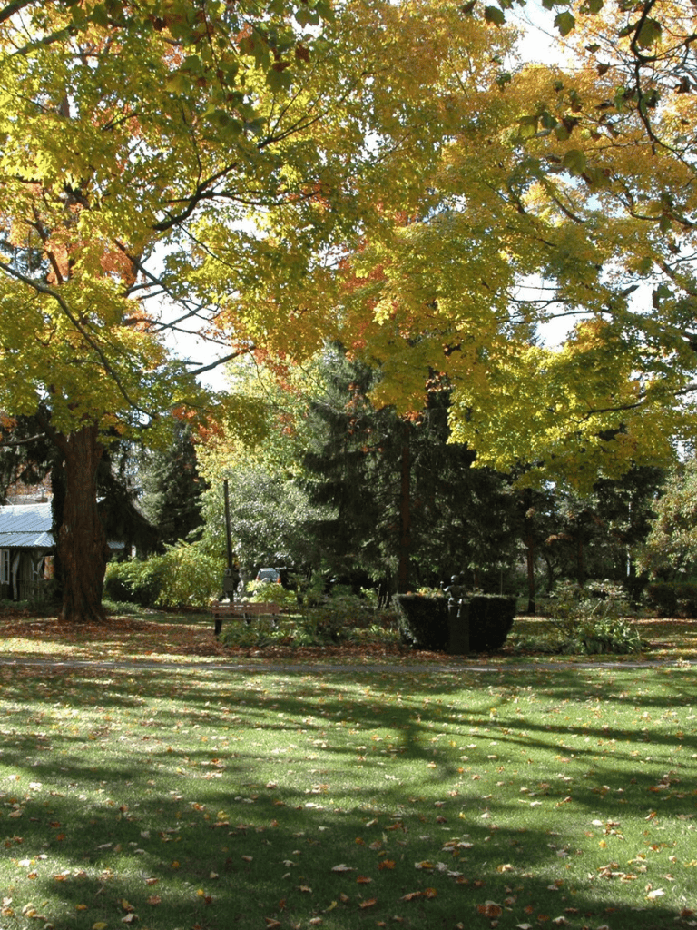 Tall autumn trees with colorful foliage in a park setting.