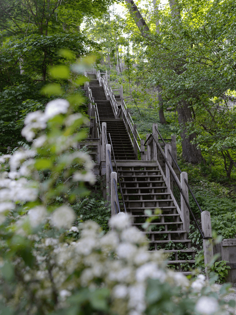 Rustic wooden outdoor staircase surrounded by lush green trees in a forest setting.