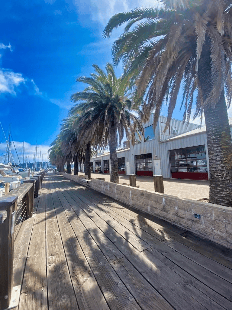 Palm trees waterfront marina dock with boat slips and commercial buildings, sunny day.