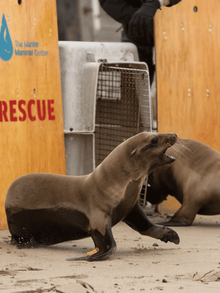 Rescue sea lion on sandy beach near wooden barriers and rescue crates.