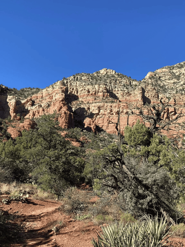 Vibrant red rock canyon with desert flora under a clear blue sky, perfect for outdoor adventures and scenic hiking in Arizona.