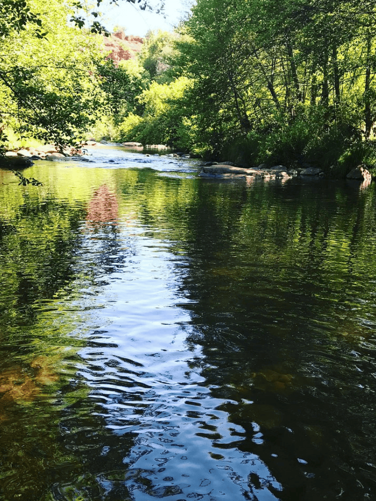 Tranquil river surrounded by lush green trees on a sunny day.