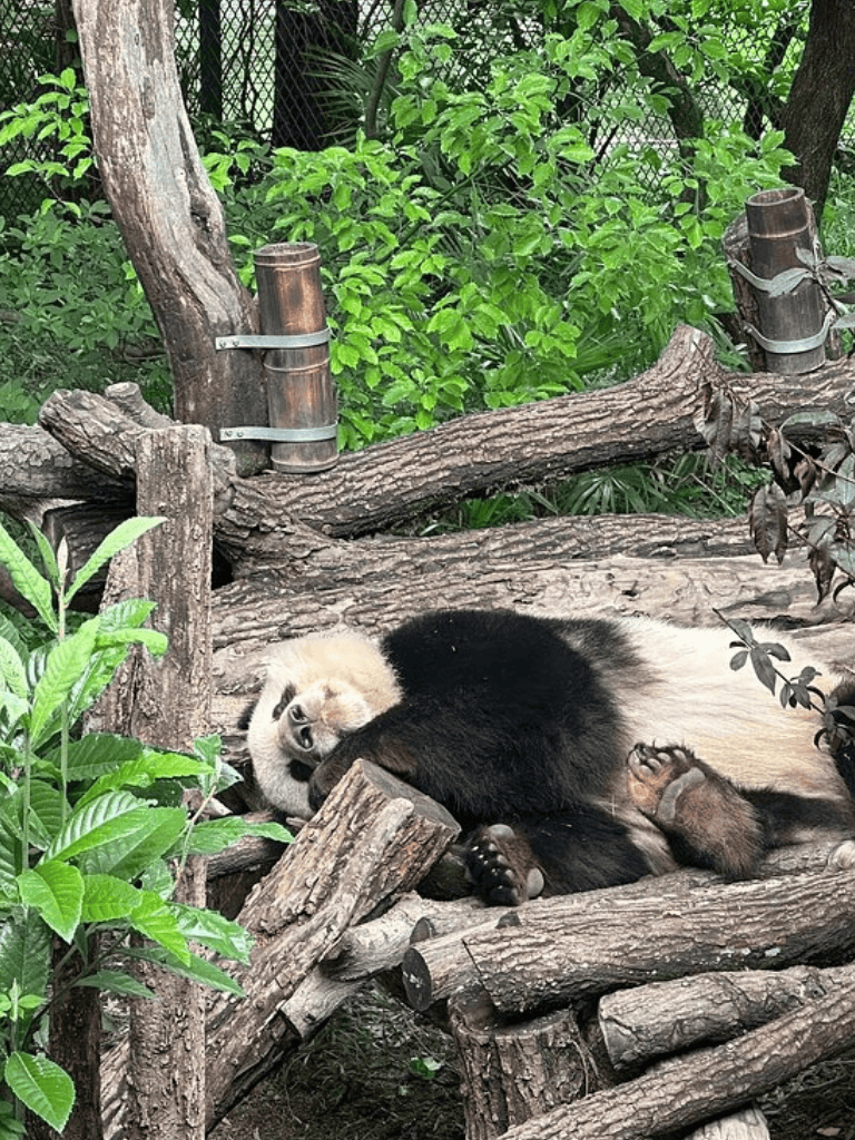 Cute panda cub lying on wooden logs in a lush green enclosure.