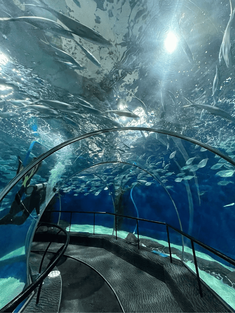 - Underwater aquarium tunnel with divers and schools of fish.