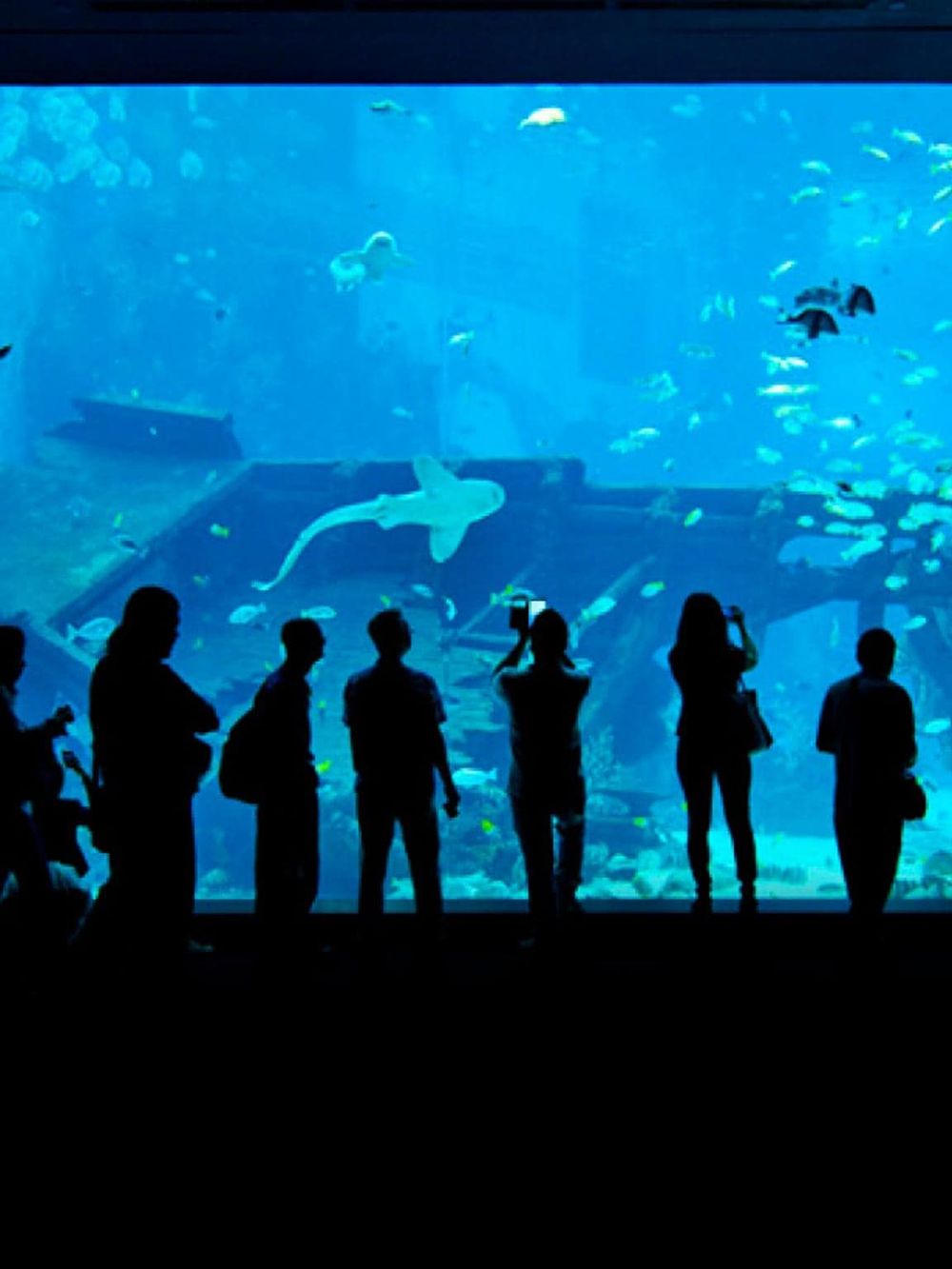 Colorful aquarium tank with fish and sharks, visitors viewing aquatic life at QuestForDirections.