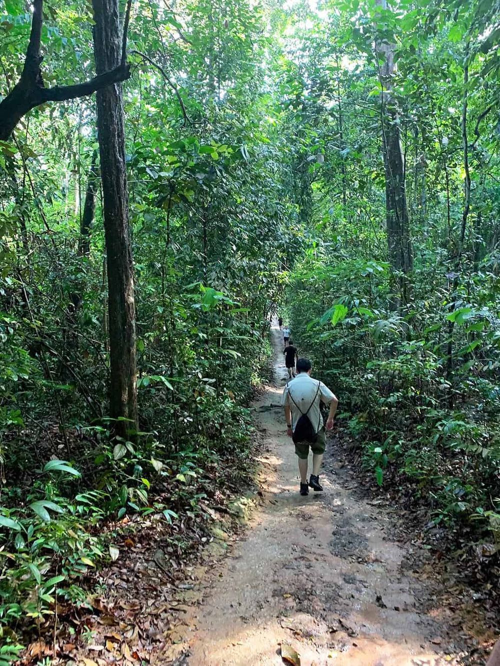 Dense rainforest trail with hikers exploring nature and scenic views, ideal for adventure and outdoor activities.