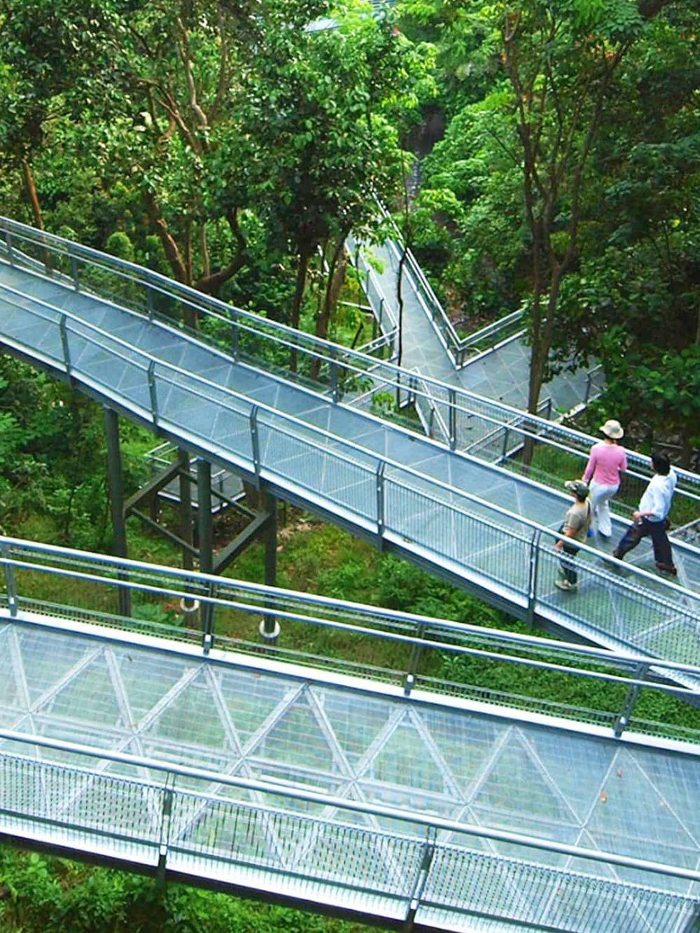 Spectacular glass skywalk in lush green forest, adventurous experience with scenic views and nature immersion.