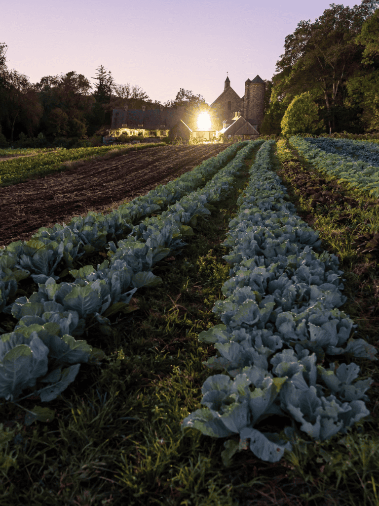 Lavender vegetable garden at sunset with a historic castle in the background.