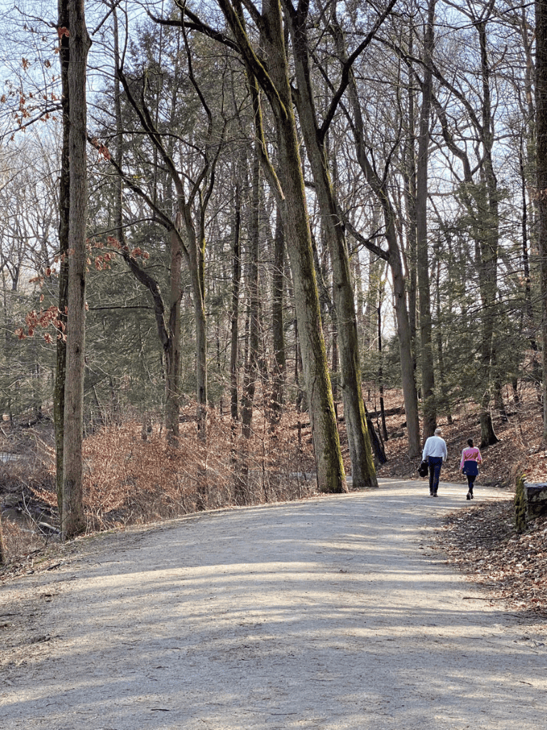 Serene forest trail during daytime with two people walking, surrounded by leafless trees in early spring.