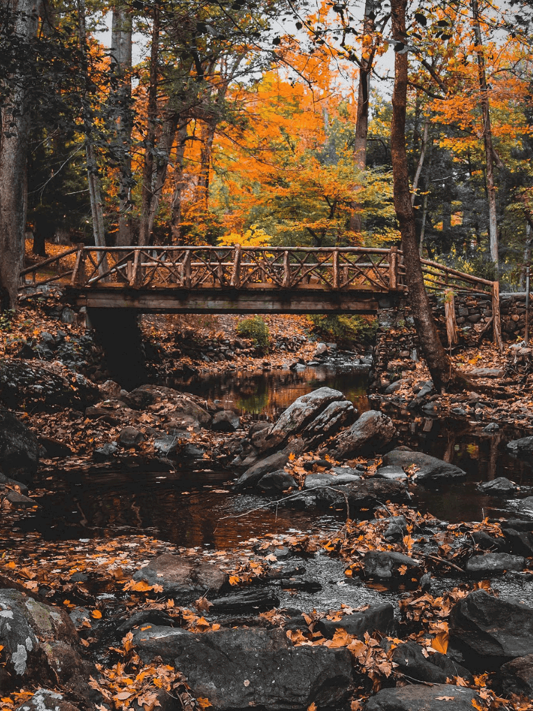 Tranquil autumn forest scene with wooden bridge over stream, vibrant fall foliage, perfect for nature lovers.