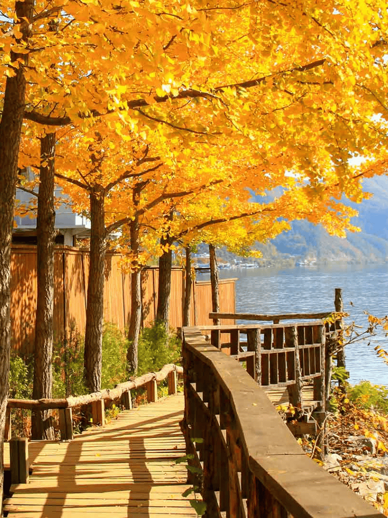 Golden fall foliage along a lakeside walking trail in autumn.