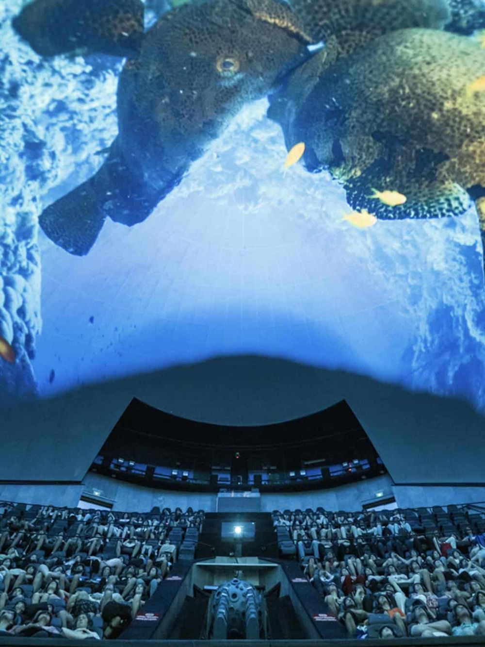 Colorful underwater exhibit featuring large fish and vibrant marine life at QuestForDirections.