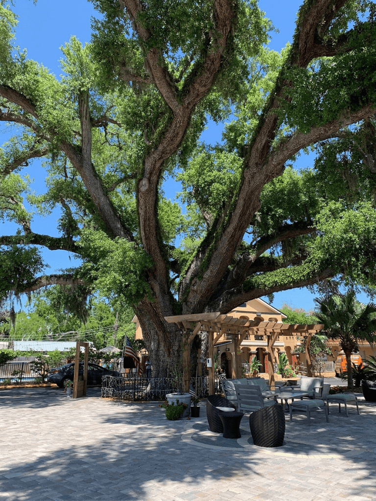 Vast oak tree with lush green foliage in outdoor patio area, QuestForDirections ambiance.