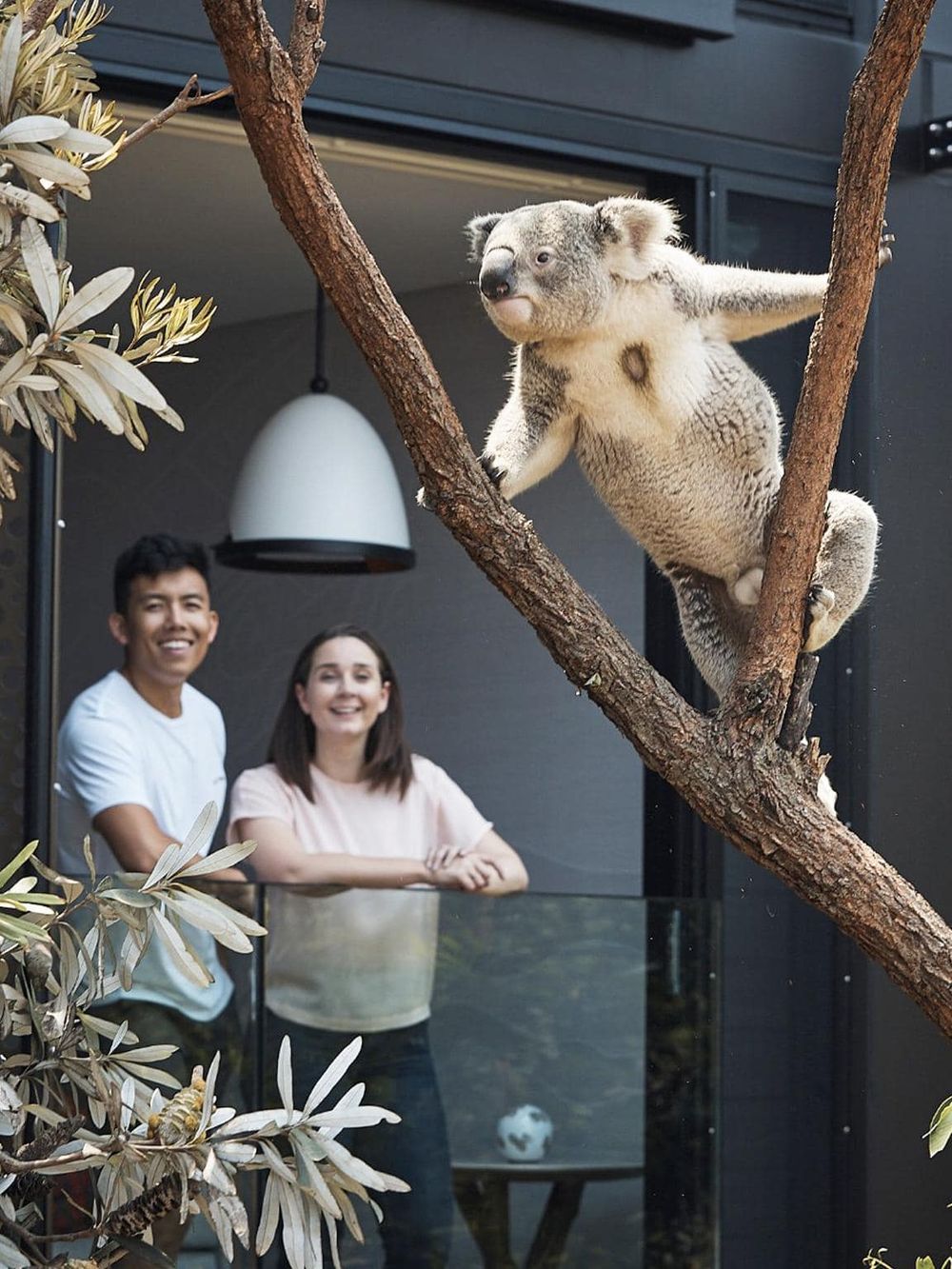 Koala climbing tree with happy visitors in background, urban wildlife experience, outdoor zoo activity.