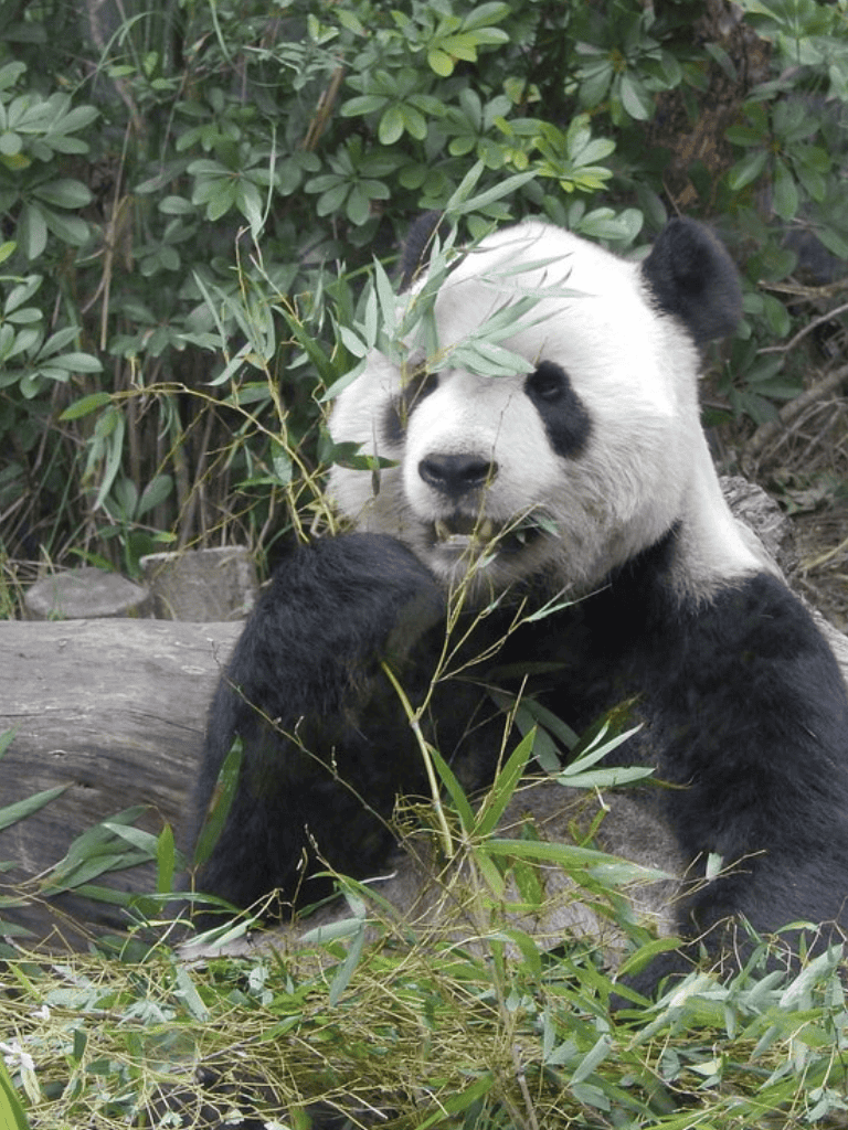 Gentle panda eating bamboo in natural habitat, adorable wildlife, conservation efforts, questfordirections.