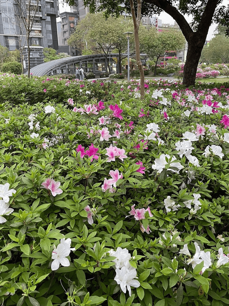 Vivid azaleas blooming in a lush urban park with trees and modern buildings in the background.