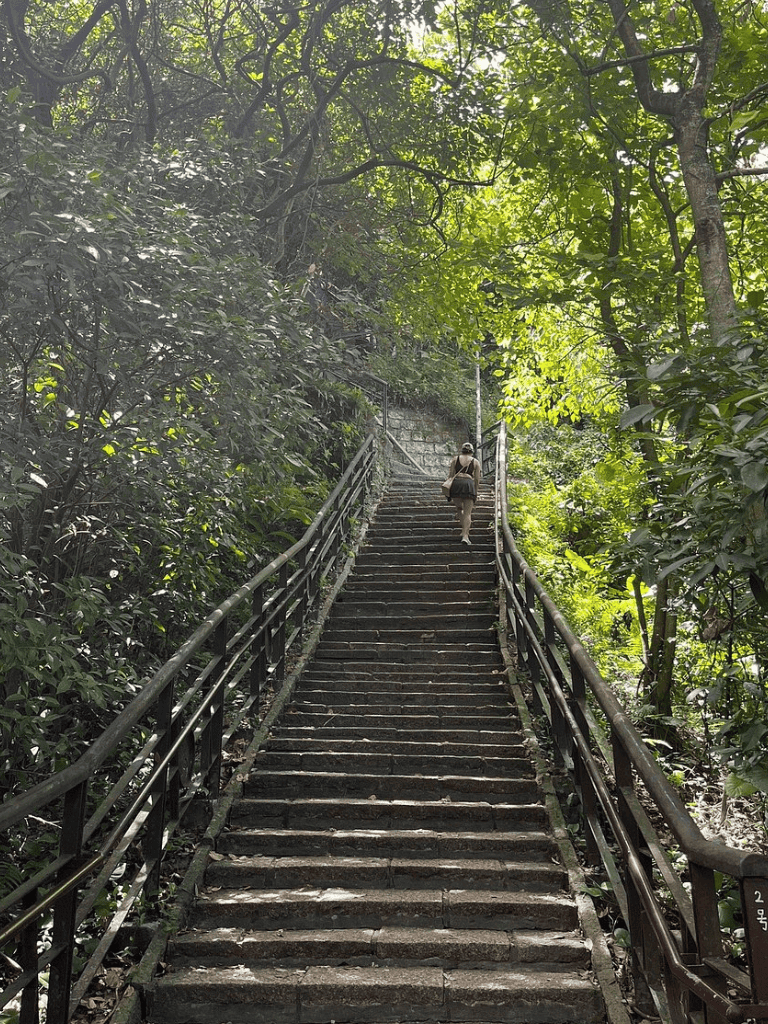 Lush green forest stairs with handrails for scenic outdoor hiking and exploration.