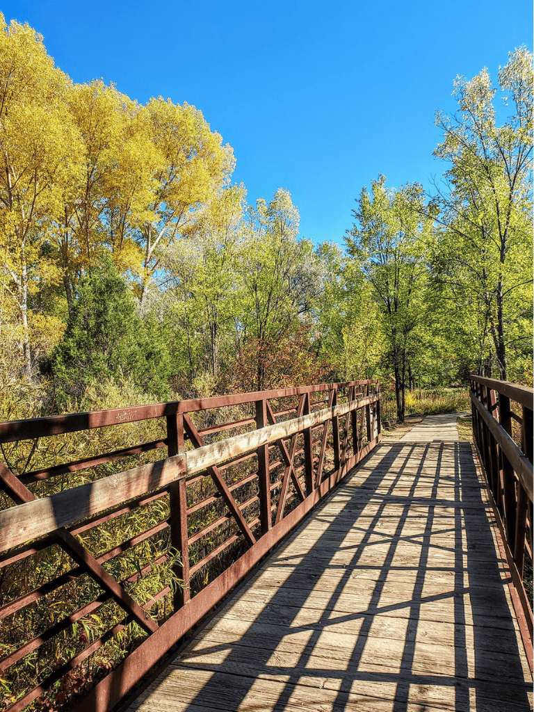 Serene forest trail on wooden bridge, scenic nature walk, autumn foliage, outdoor adventure, exploration in nature.