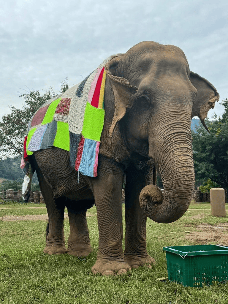 Colorful patched blanket on elephant at zoo, wildlife, rescue, animal care, conservation efforts, nature photography.