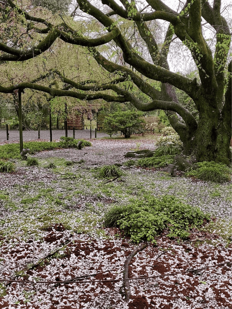 Gentle springtime garden scene with blooming trees and fallen petals, peaceful outdoor nature setting.