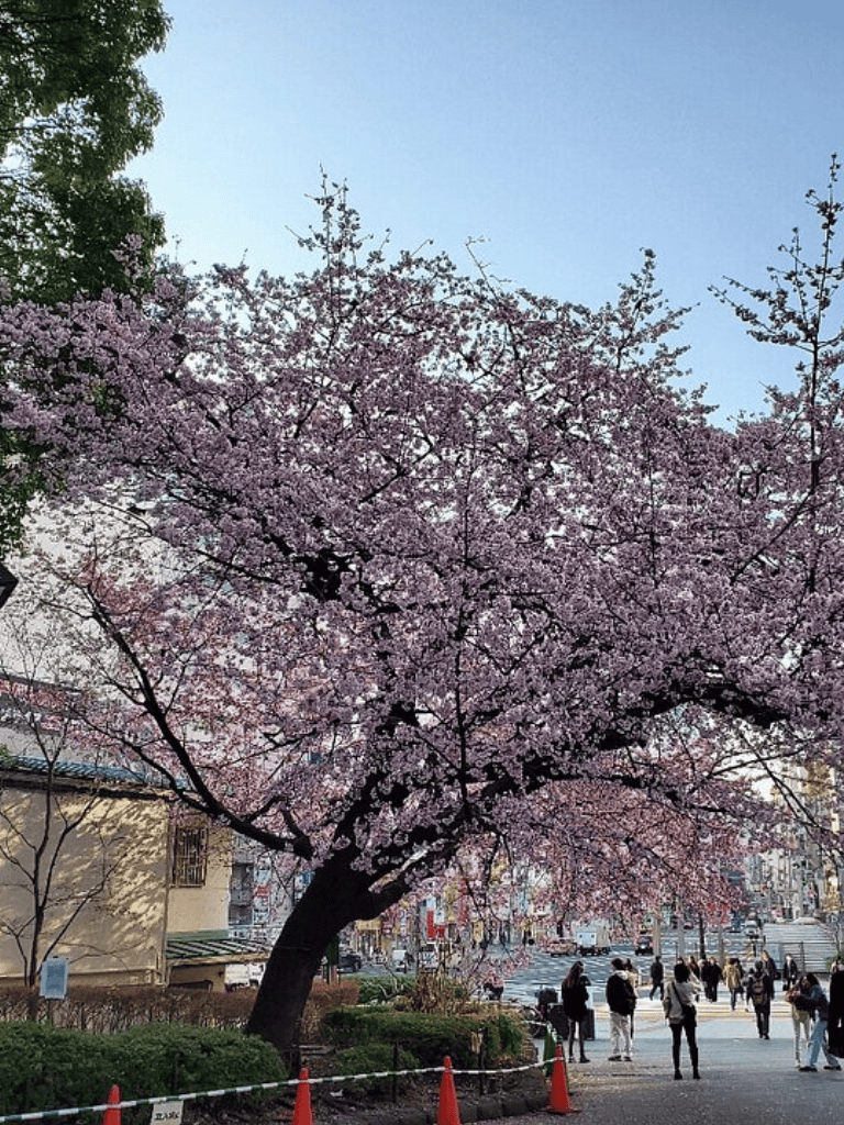 Aesthetic cherry blossom tree with pink flowers on a city street during daytime.