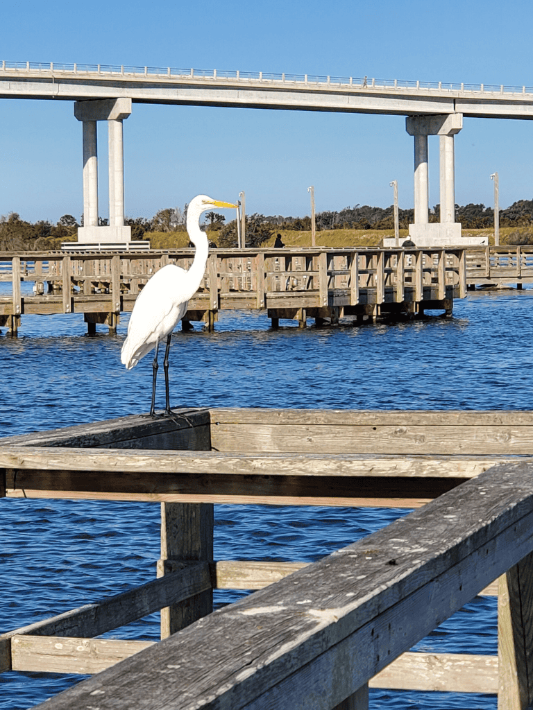 Heron standing on a wooden dock by the water under a bridge in a scenic waterfront setting.