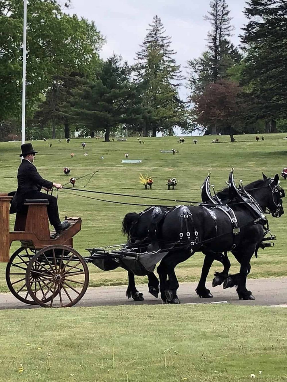 Elegance in motion: Horse-drawn carriage ride through a scenic park setting with lush greenery and mature trees.