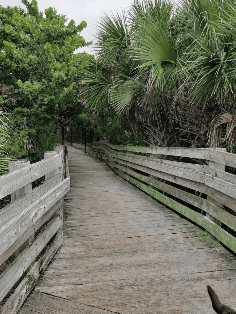 Wooden boardwalk surrounded by lush tropical greenery at QuestForDirections.