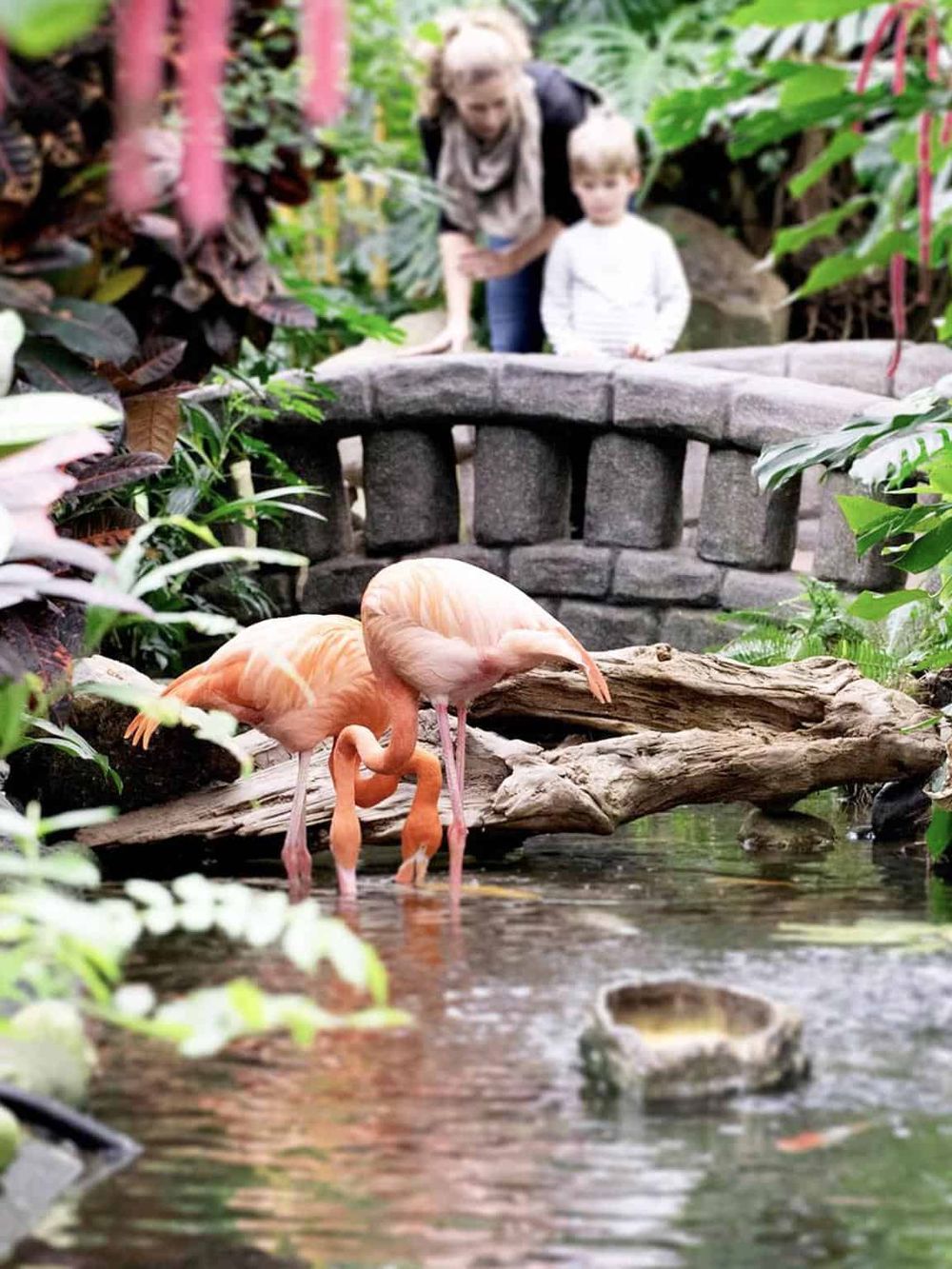 Colorful flamingos by water in a lush botanical garden with children exploring nearby.
