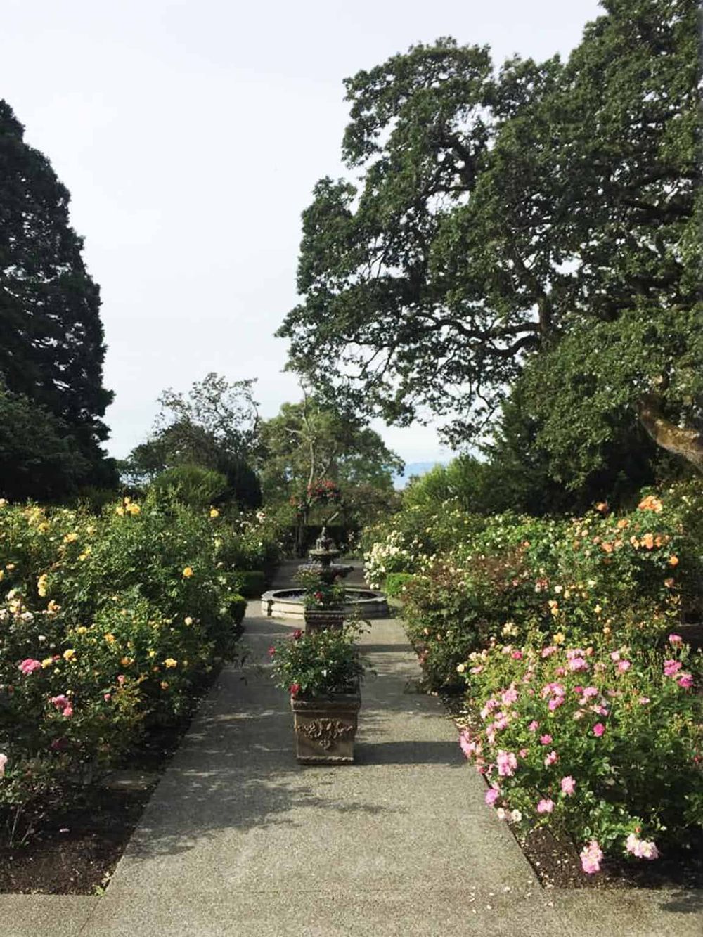 Colorful rose garden pathway in a botanical garden with large trees and a fountain in the background.