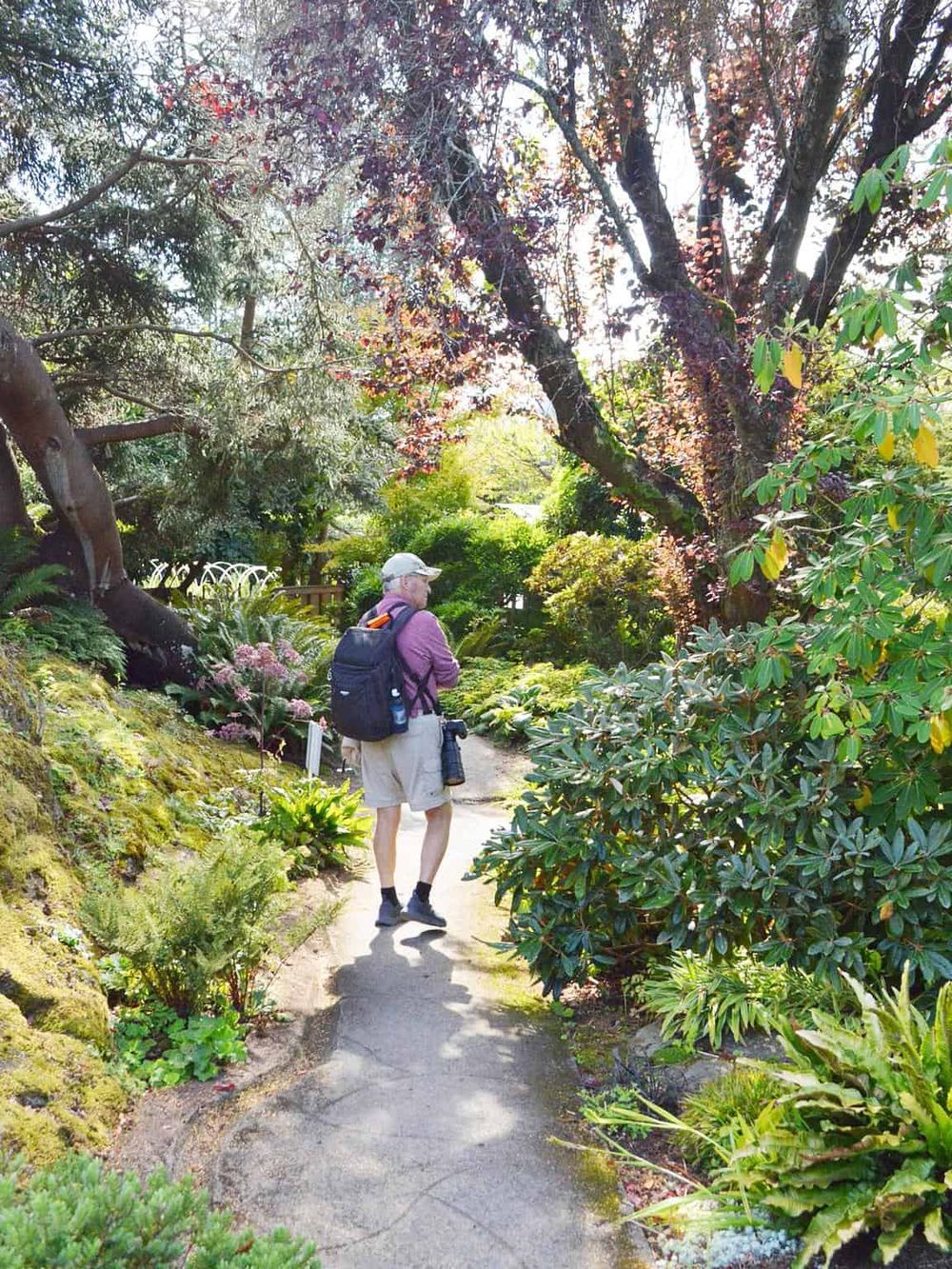 Serene garden walk with lush greenery and vibrant flowers, showcasing peaceful outdoor exploration.