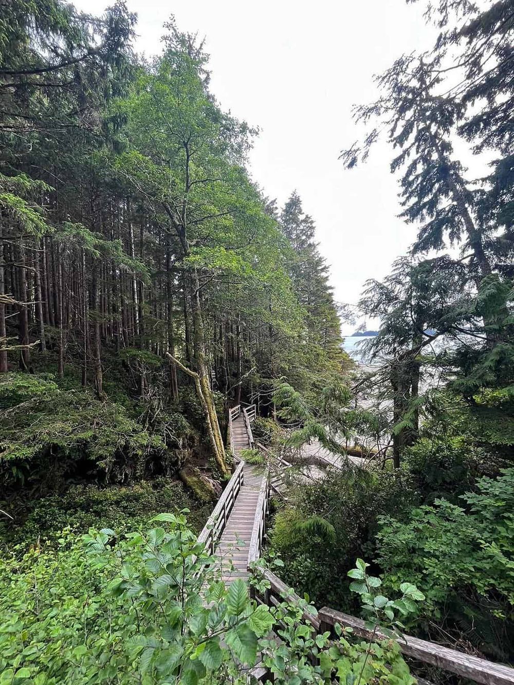 Winding forest trail with wooden bridge along lush green trees and foliage by the coast.