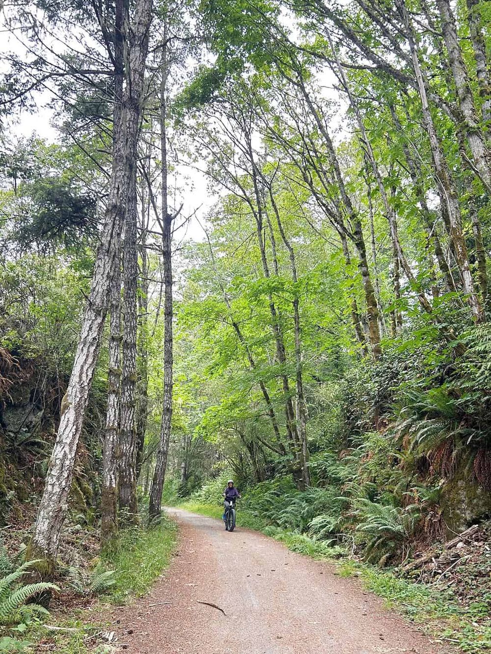 Serene forest biking trail for adventure and outdoor exploration.