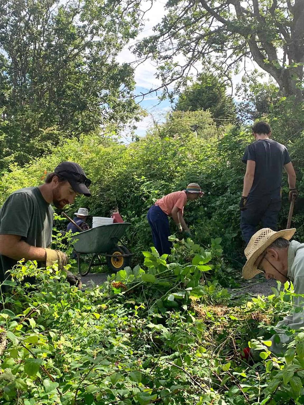 Volunteers working together on a community gardening project, planting and maintaining lush greenery outdoors.