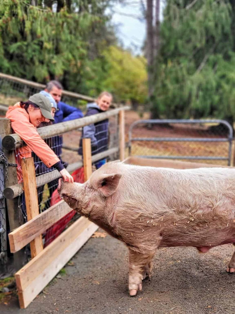 Friendly pig interacting with visitors at Quest for Directions farm.