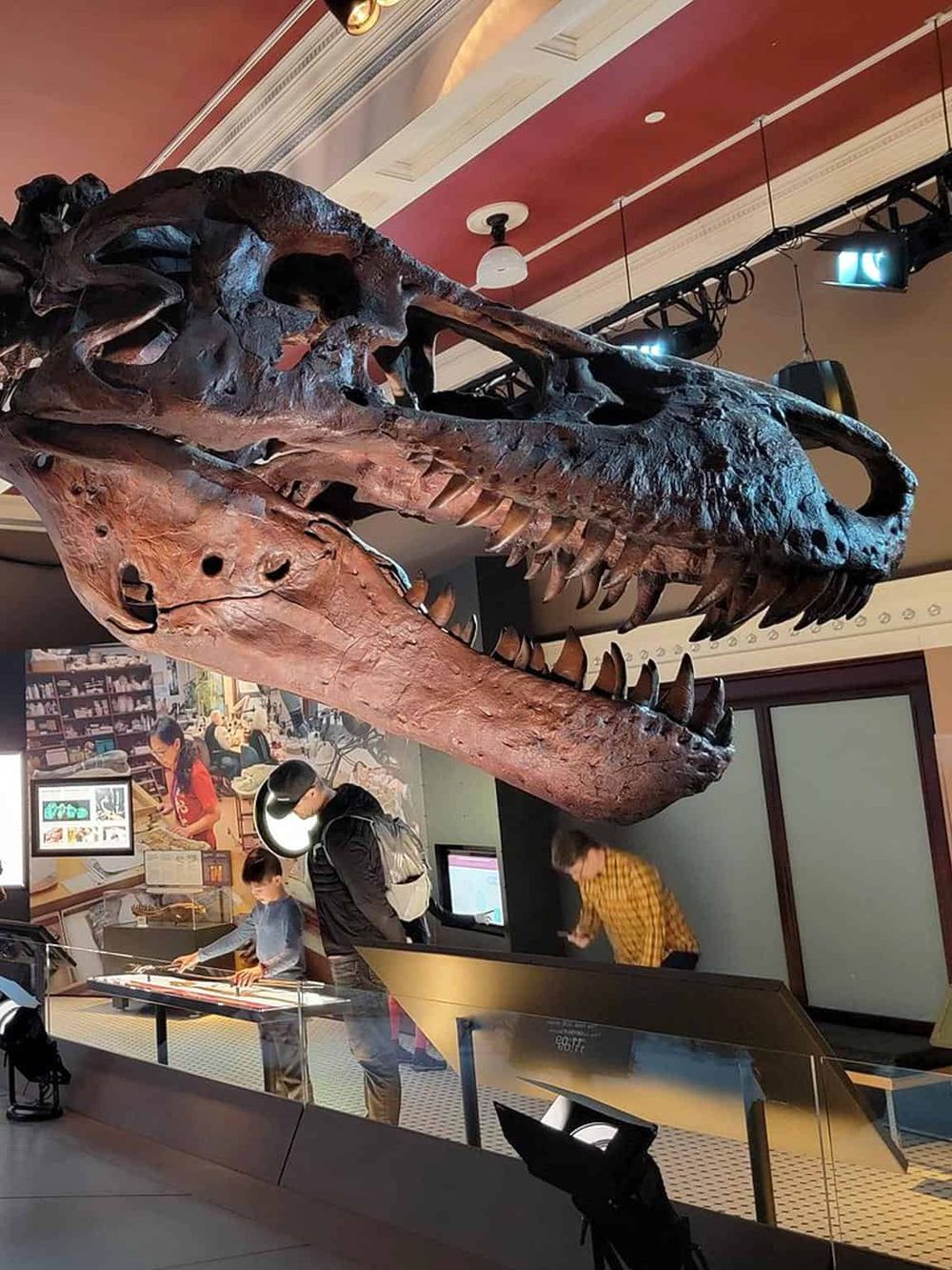 Fossilized dinosaur skull at Quest for Directions museum, featuring educational exhibits and interactive displays.