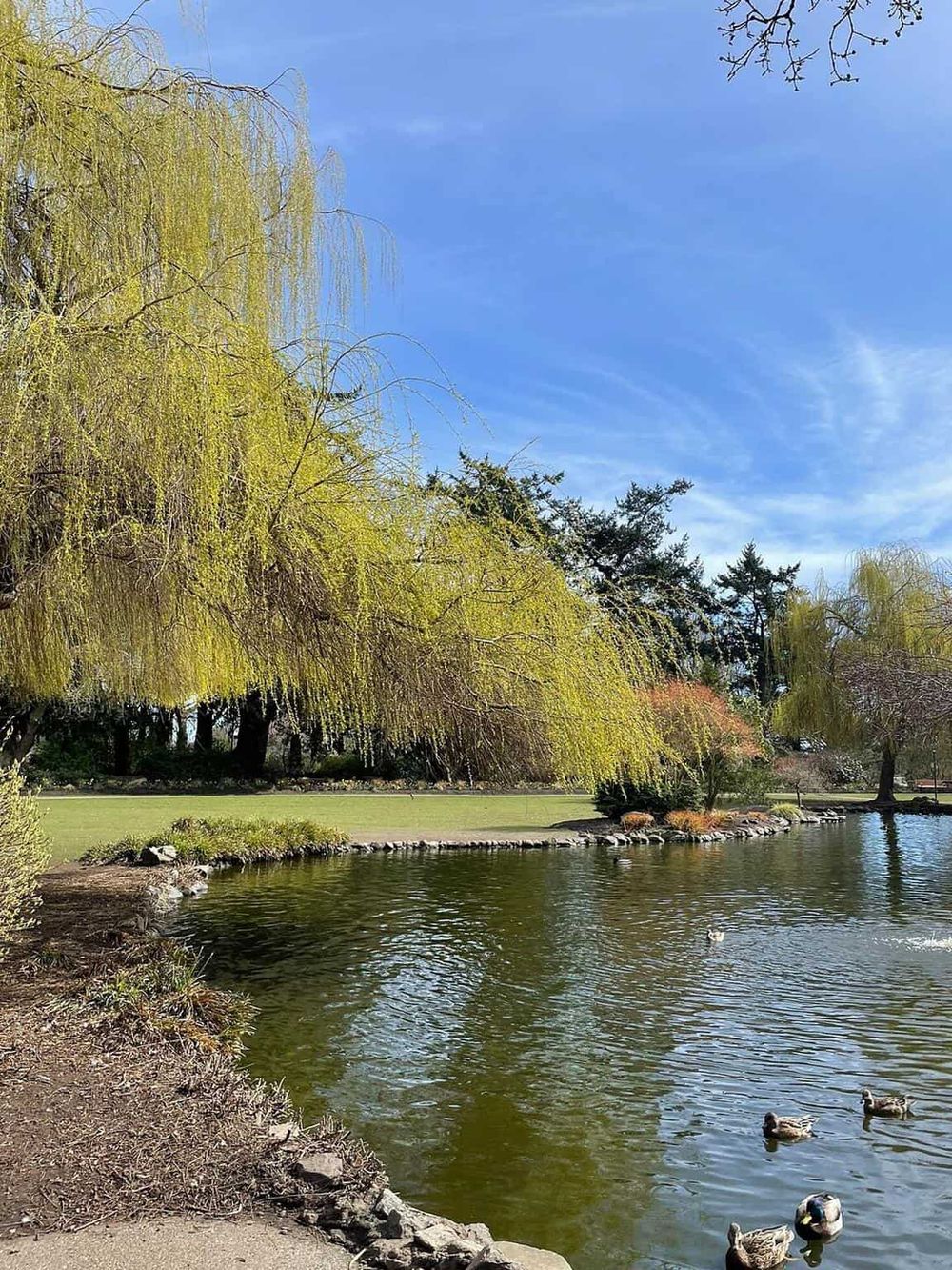 Serene park pond with willow trees, ducks swimming, green grass, and a clear blue sky in a peaceful outdoor setting.