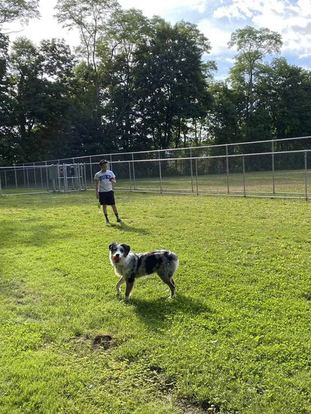 Dog and child playing in grassy field at QuestForDirections outdoor space.